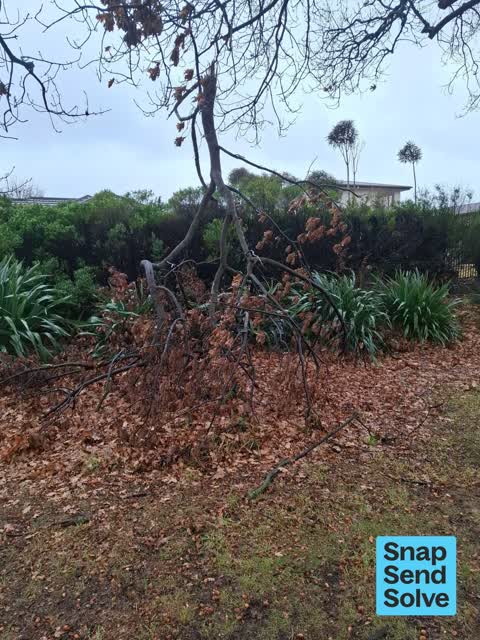 Trees - General, a report photo