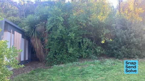 Trees - General — a report photo