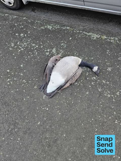 Animal - Deceased, a report photo