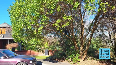 Overgrown Vegetation, a report photo