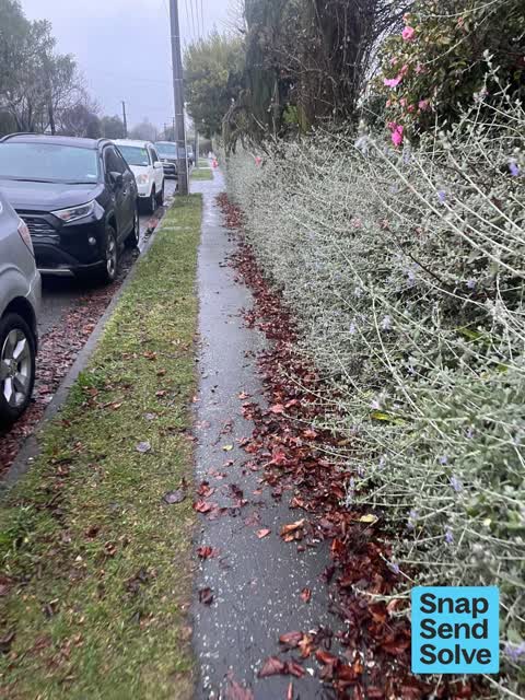 Overgrown Vegetation, a report photo