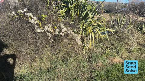 Overgrown Vegetation — a report photo