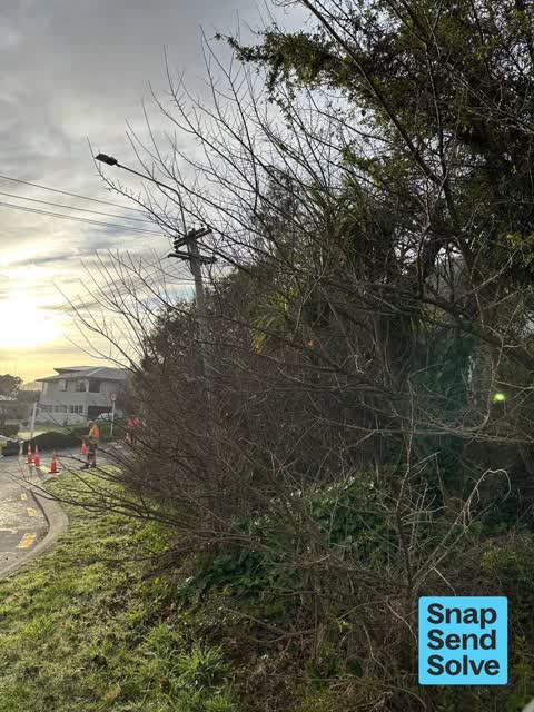 Overgrown Vegetation, a report photo