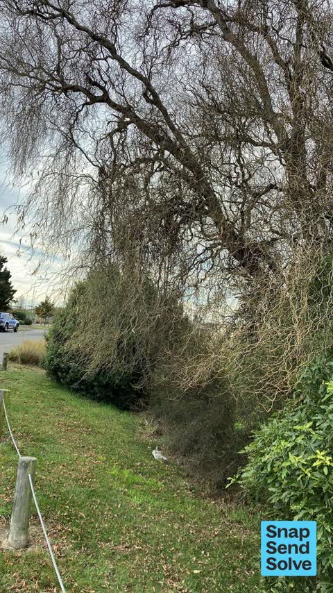 Trees - General, a report photo