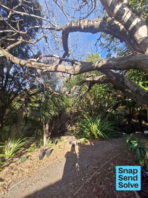 Overgrown Vegetation, a report photo