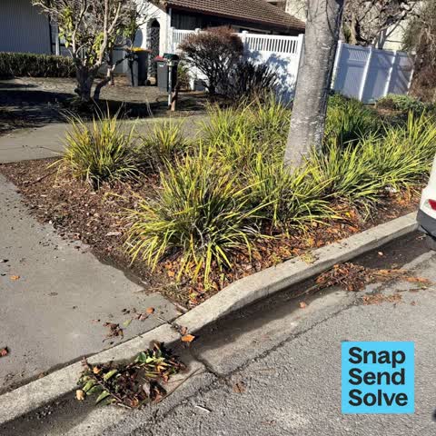Overgrown Vegetation, a report photo