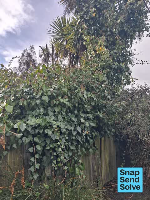 Overgrown Vegetation, a report photo