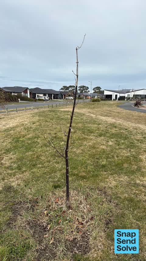 Trees - General, a report photo