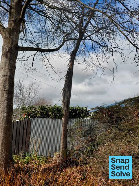 Trees - General — a report photo