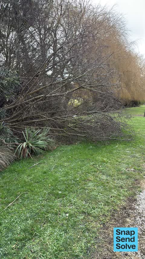 Fallen Tree, a report photo