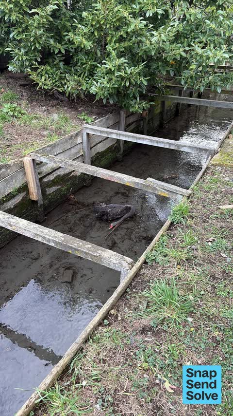 Animal - Deceased, a report photo