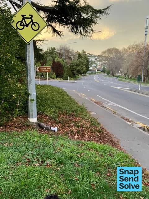 Animal - Deceased, a report photo