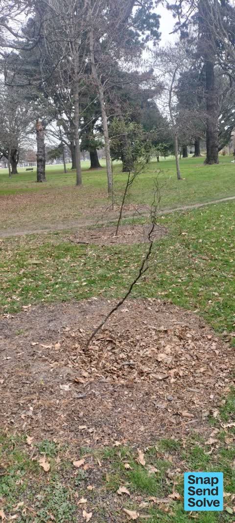 Trees - General — a report photo