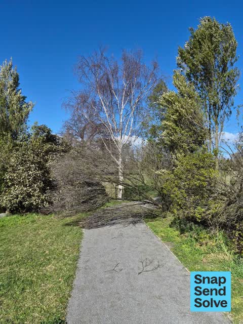 Fallen Tree, a report photo