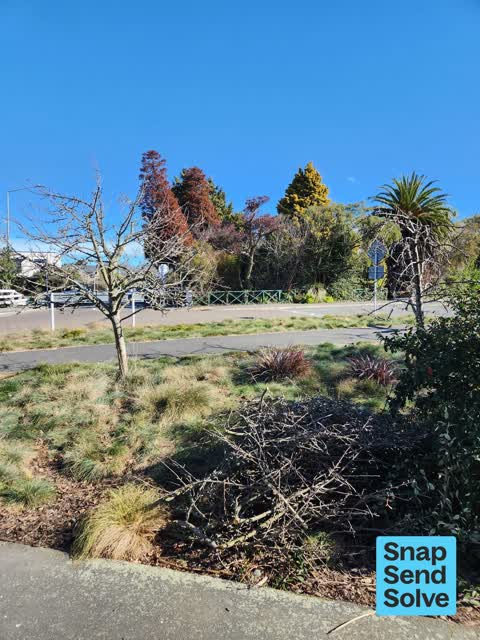 Overgrown Vegetation, a report photo