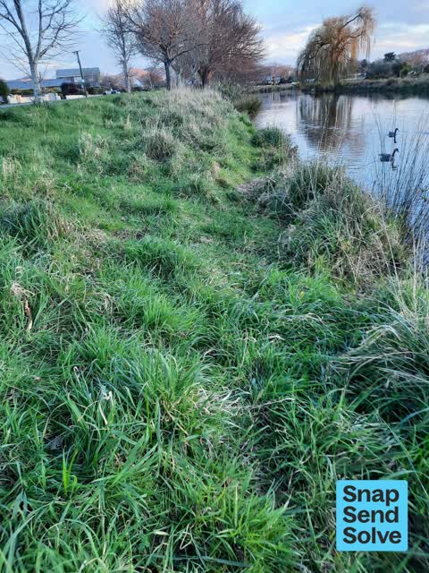 Overgrown Vegetation — a report photo