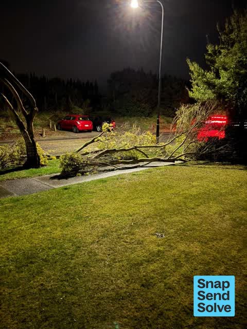 Fallen Tree, a report photo