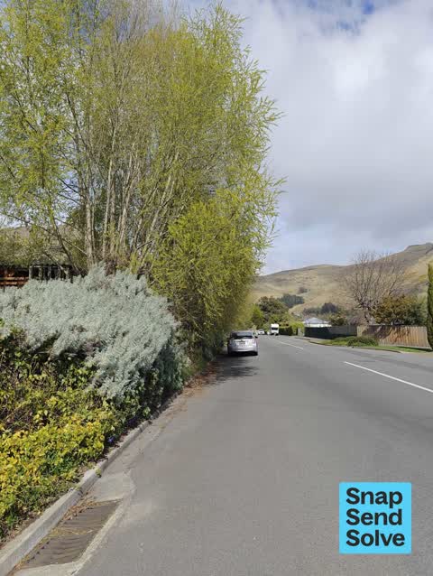 Overgrown Vegetation, a report photo