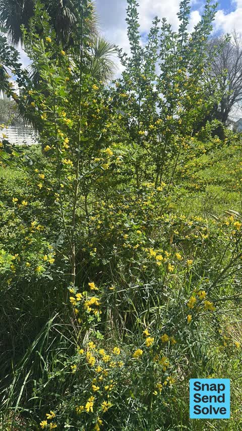 Trees - General, a report photo