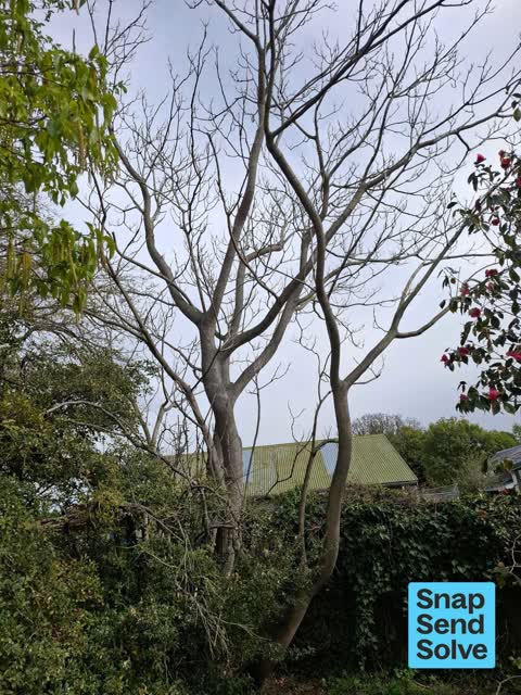 Trees - General, a report photo