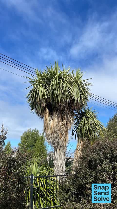 General Request, a report photo