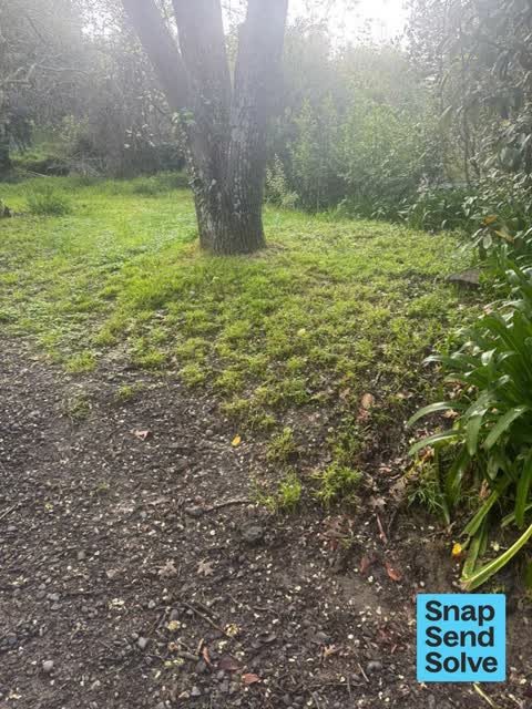 Overgrown Vegetation, a report photo