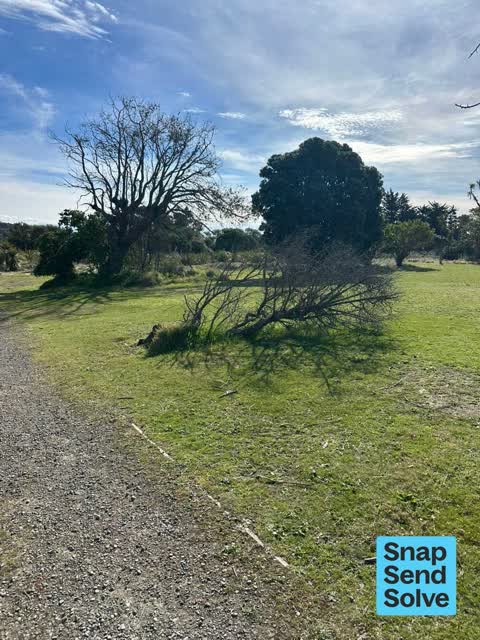 Trees - General, a report photo