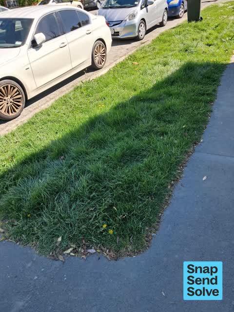 Overgrown Vegetation, a report photo