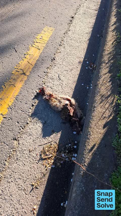Animal - Deceased, a report photo
