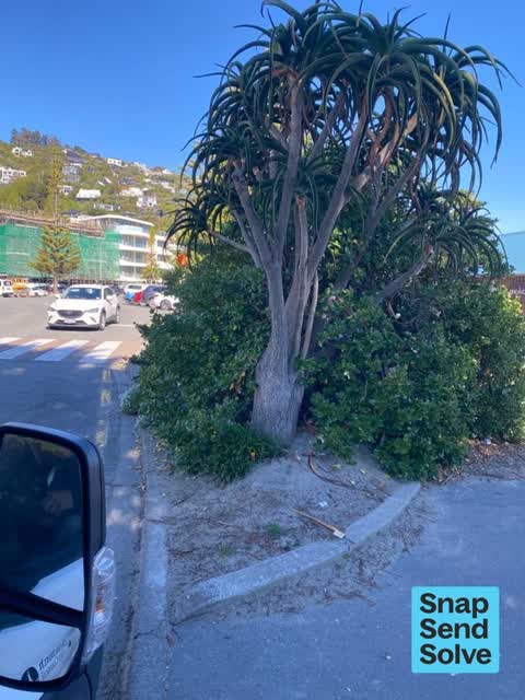 Overgrown Vegetation, a report photo