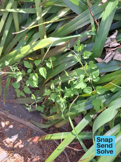 Pest / Vermin, a report photo