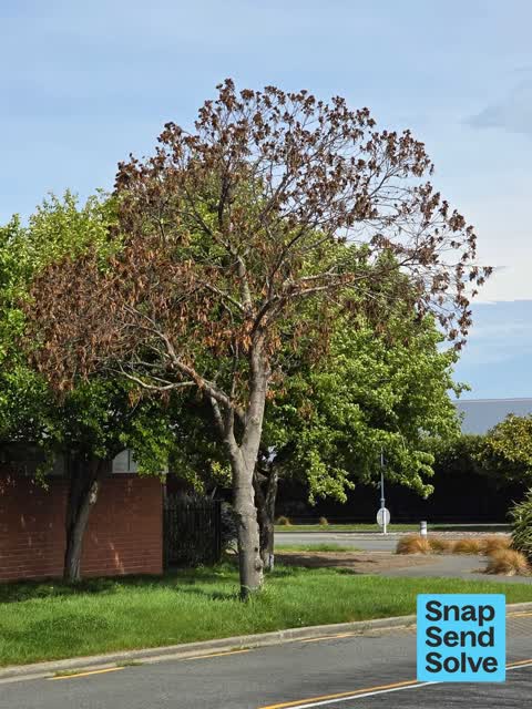 Trees - General, a report photo