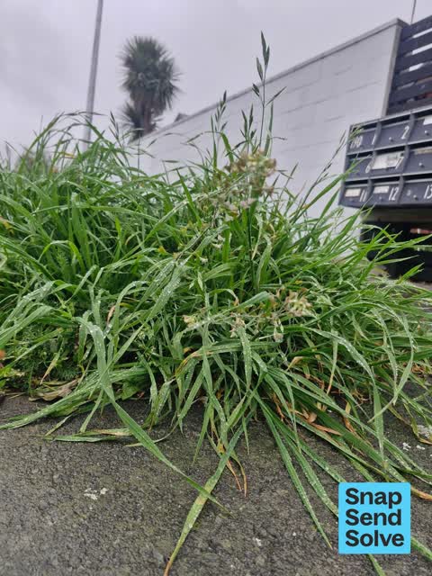 Overgrown Vegetation, a report photo