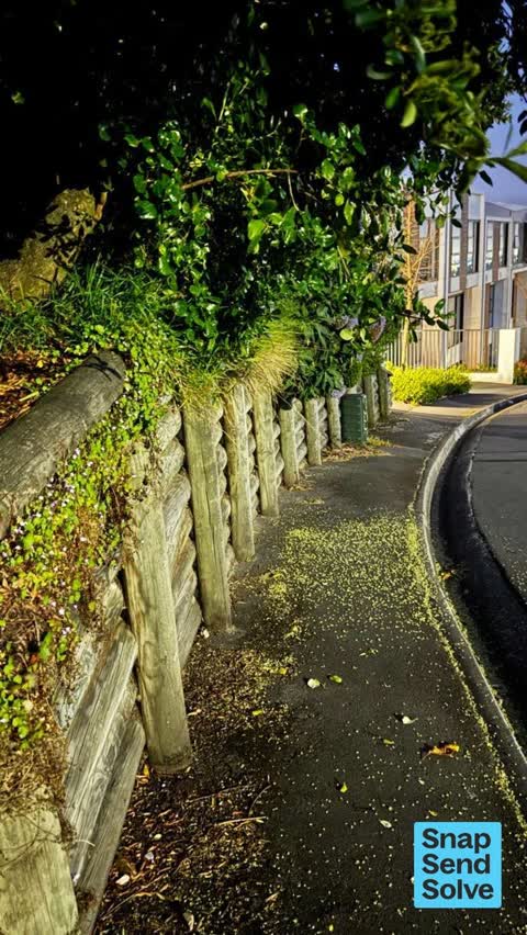 Overgrown Vegetation, a report photo