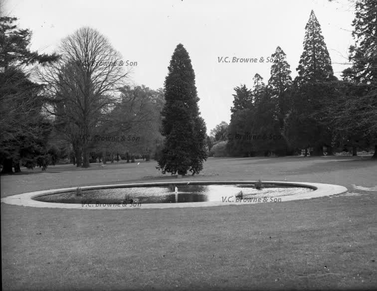 Kauri by a pond (PB0313/17), 1949