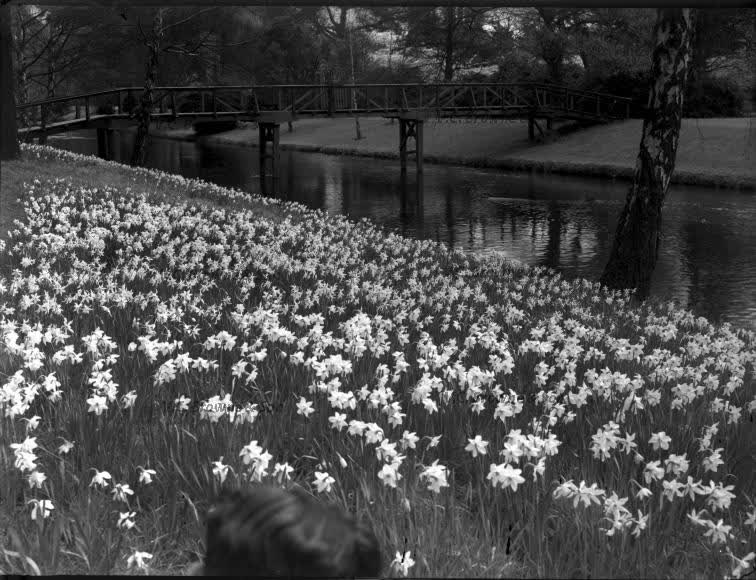 Daffodils & Avon bridge (PB0313/1), 1949
