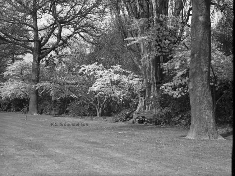 Trees by the Art Gallery (PB0313/5), 1949