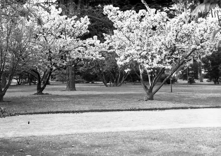 Gardens - general (PB0313/7), 1949