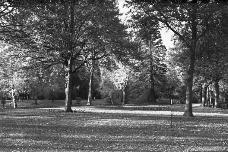 Gardens - general (PB0313/8), 1949