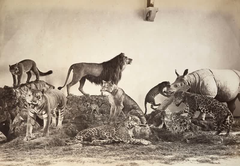 Group of animals, Christchurch Museum, 1880