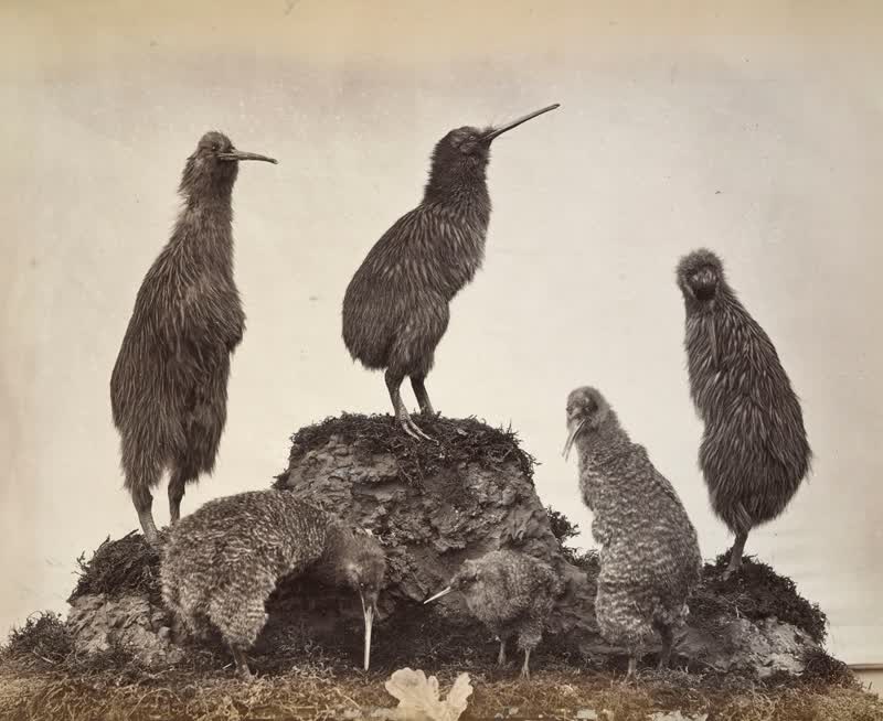 Group of Kiwis, Canterbury Museum, 1880