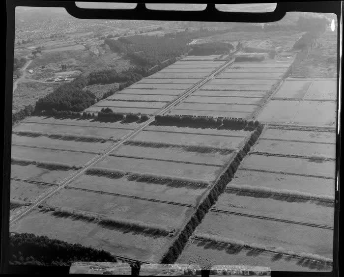 Farm scene, New Brighton, Christchurch, 1955