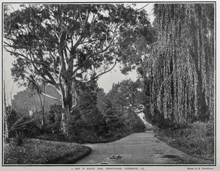 A VIEW IN HAGLEY PARK, CHRISTCHURCH, CANTERBURY, N.Z., 1904