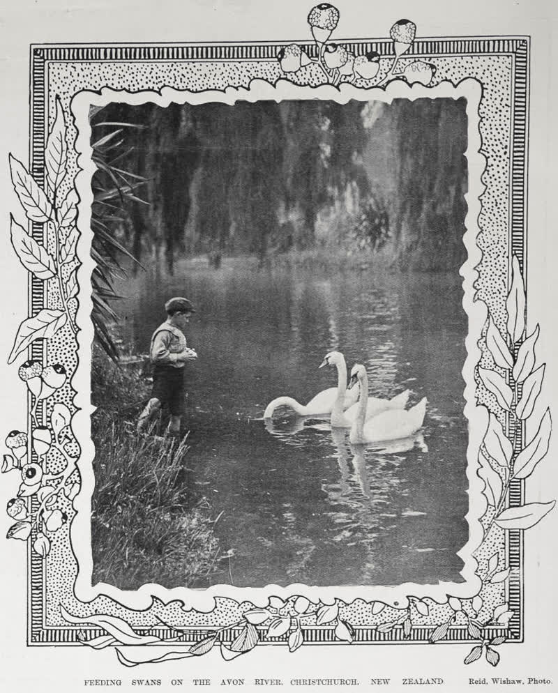 FEEDING SWANS ON THE AVON RIVER, CHRISTCHURCH, NEW ZEALAND, 1904