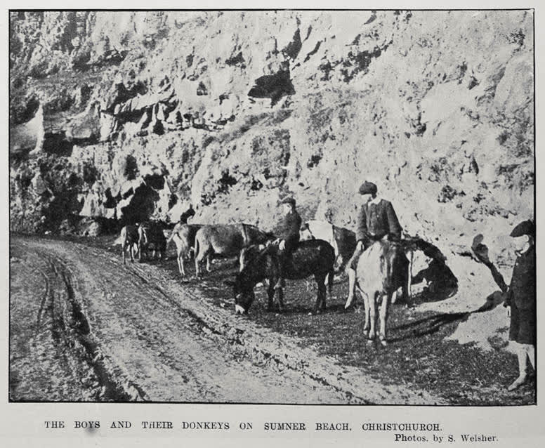 THE BOYS AND THEIR DONKEYS ON SUMNER BEACH, CHRISTCHURCH, 1905