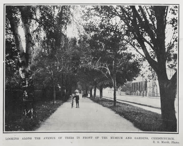 LOOKING ALONG THE AVENUE OF TREES IN FRONT OF THE MUSEUM AND GARDENS, CHRISTCHURCH, 1906