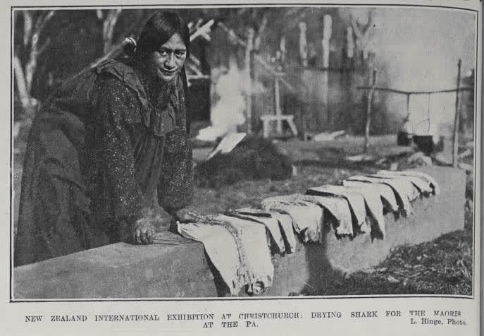 NEW ZEALAND INTERNATIONAL EXHIBITION AT CHRISTCHURCH: DRYING SHARK FOR THE MAORIS AT THE PA, 1906