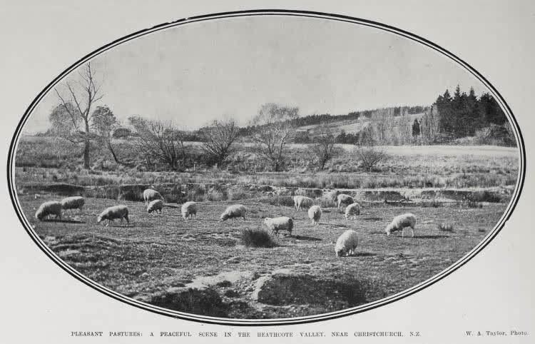 PLEASANT PASTURES: A PEACEFUL SCENE EN THE HEATHCOTE VALLEY NEAR CHRISTCHURCH. N.Z., 1907