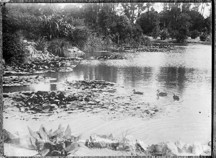 Lily Pond, Botanical Garden, Christchurch, 1910