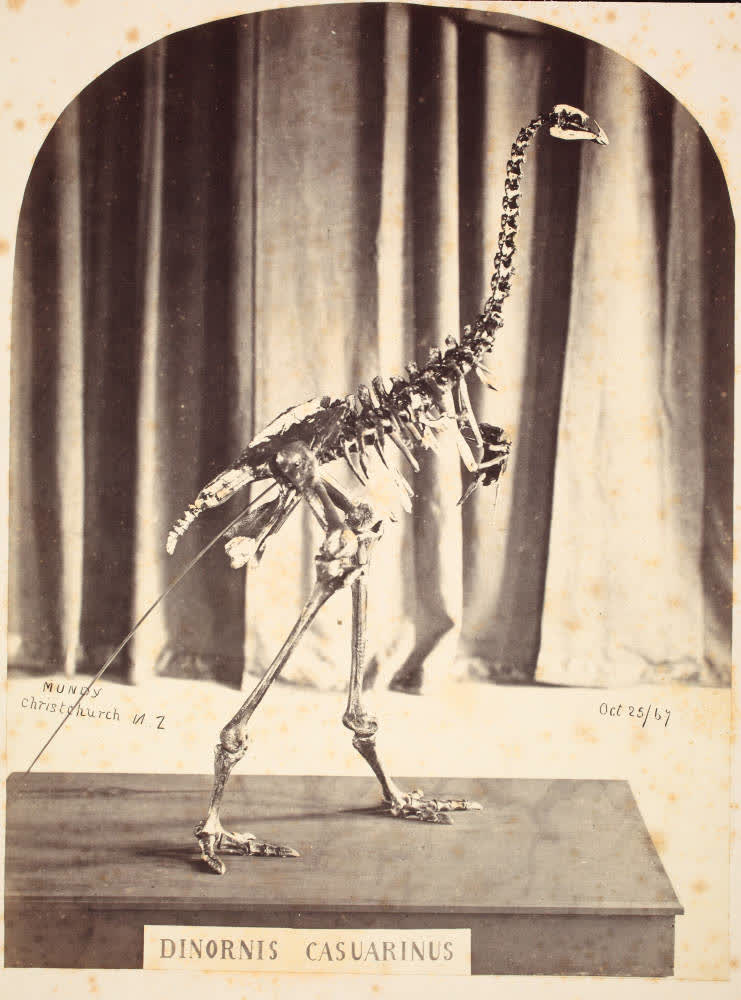 Moa skeleton in the Canterbury Museum, 1867, 1867
